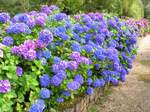  200707_x_hortensia_01 (500x374, 183Kb)