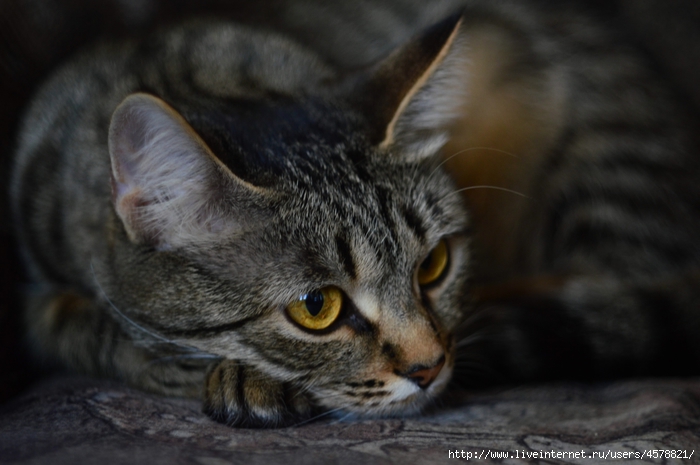DSC_2435 (700x465, 191Kb)