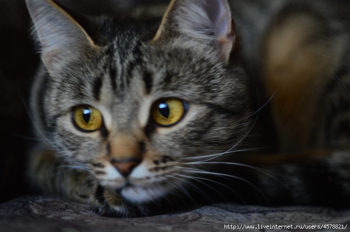 DSC_2436 (700x465, 190Kb)