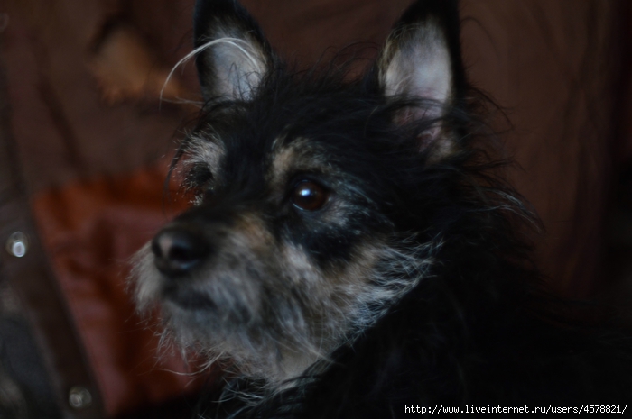 DSC_2449 (700x465, 166Kb)