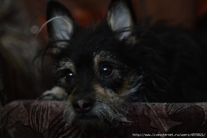 DSC_2464 (700x465, 162Kb)