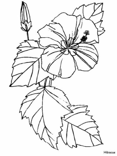 5_free_hibiscus_flower_coloring_pages (374x500, 27Kb)