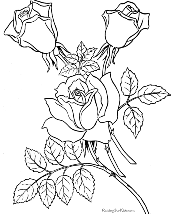 007-free-coloring-sheets-roses (571x700, 80Kb)