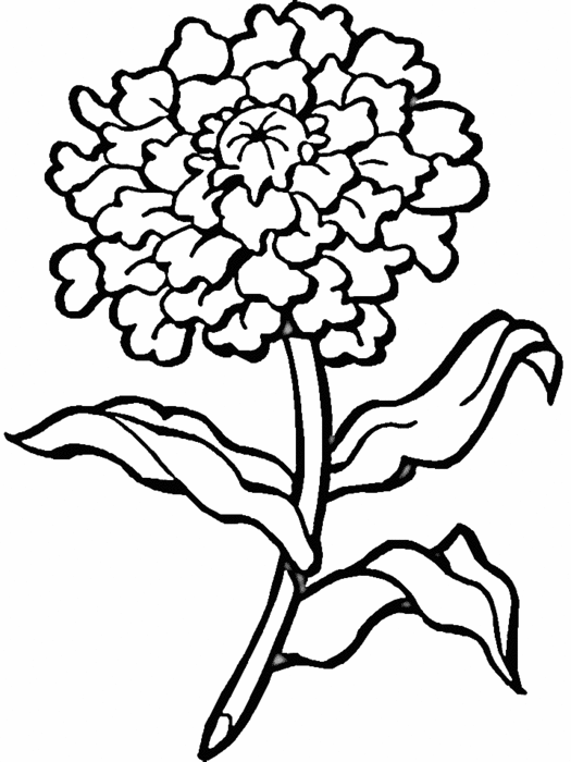 free-coloring-flowers-flower6 (525x700, 49Kb)