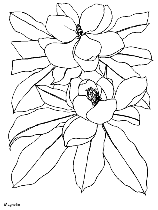 free-coloring-flowers-magnolia (525x700, 46Kb)