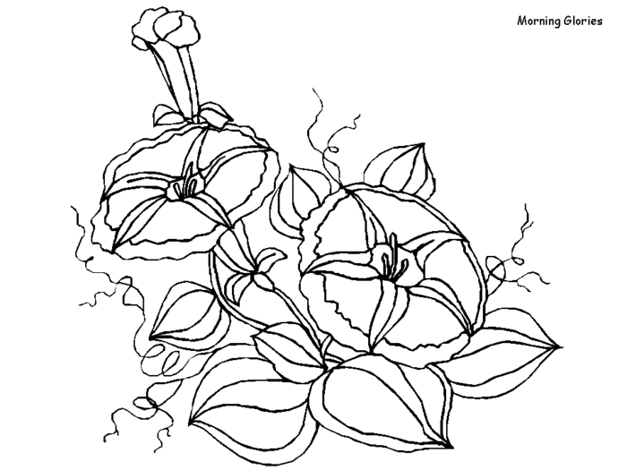 free-coloring-flowers-morningglories (700x525, 48Kb)