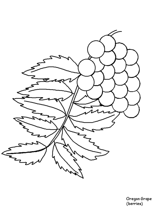 free-coloring-flowers-oregongrape2 (525x700, 33Kb)