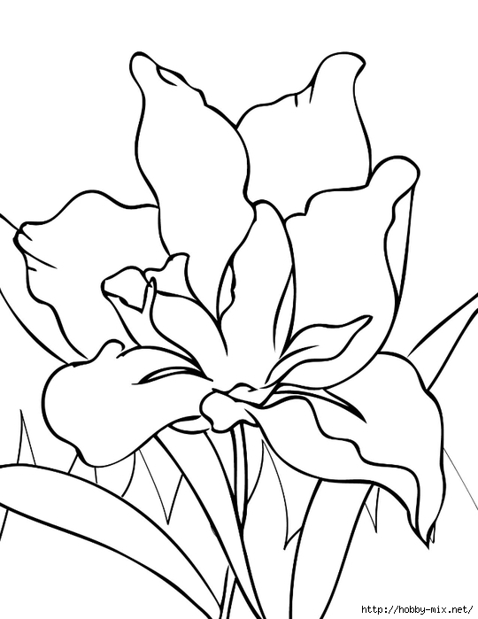 iris_ink (540x700, 123Kb)