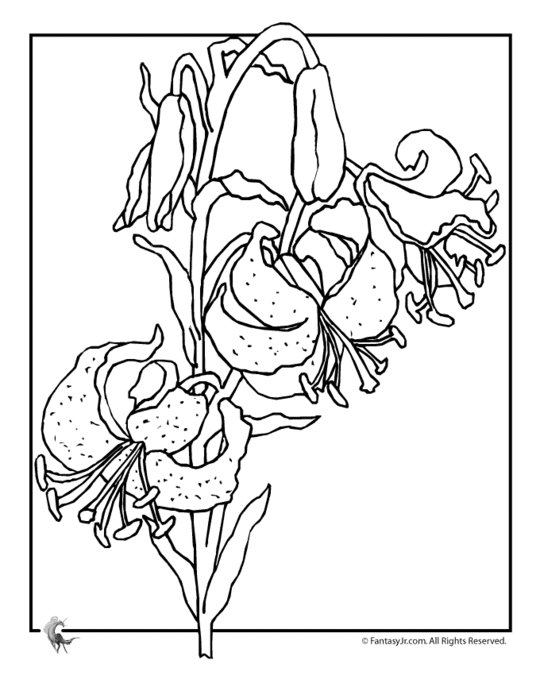 lily-flower-coloring-pages2 (540x700, 60Kb)