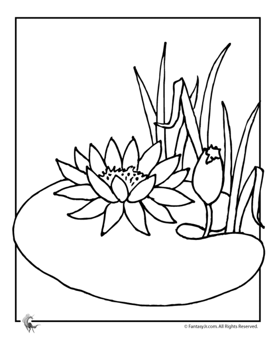 water-lily-flower-coloring (540x700, 40Kb)