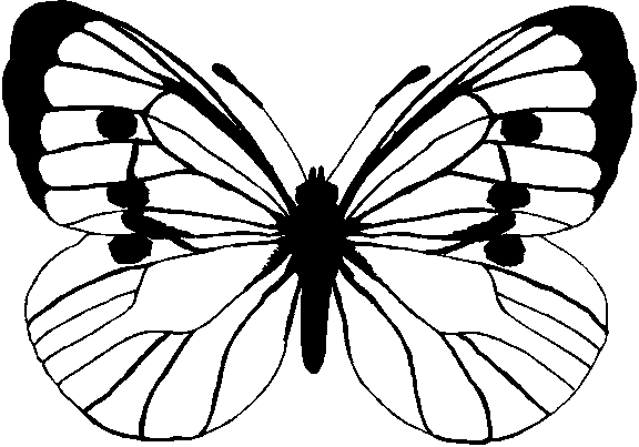 butterfly sample (576x403, 9Kb)