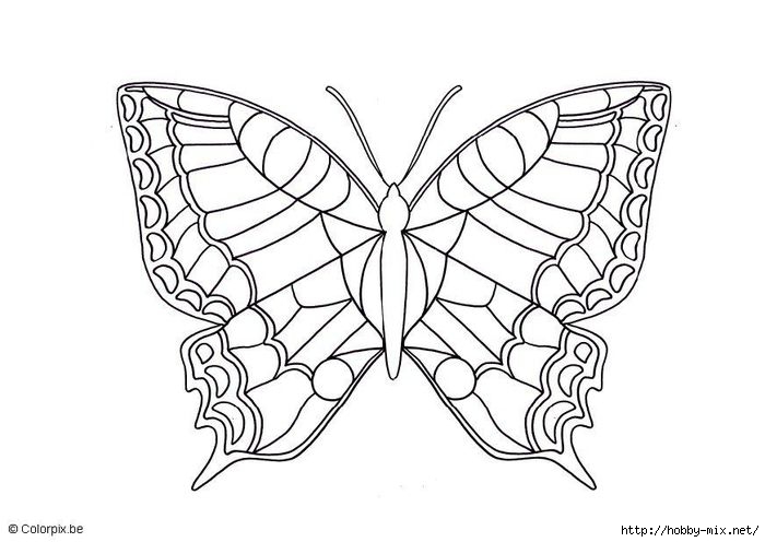 butterfly-5672 (700x496, 130Kb)