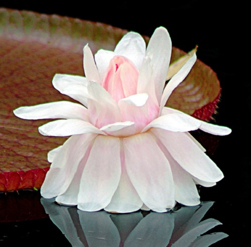 54280703_victoria_amazonica_4 (500x492, 65Kb)