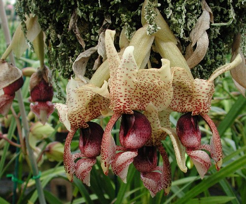 Stanhopea4 (500x414, 92Kb)