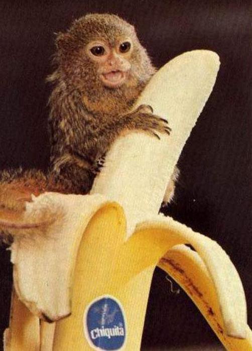 funny-bananas07 (502x700, 48Kb)