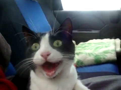 4432201_kot_cat_at_driving (480x360, 38Kb)