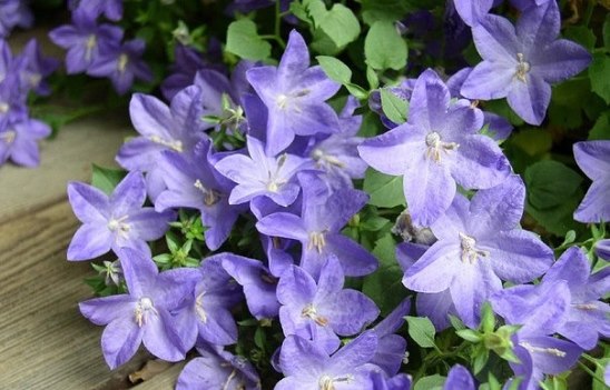 image (548x351, 51Kb)