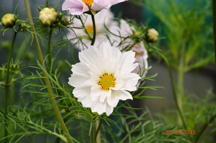 3587765_DSC_5262 (700x465, 223Kb)