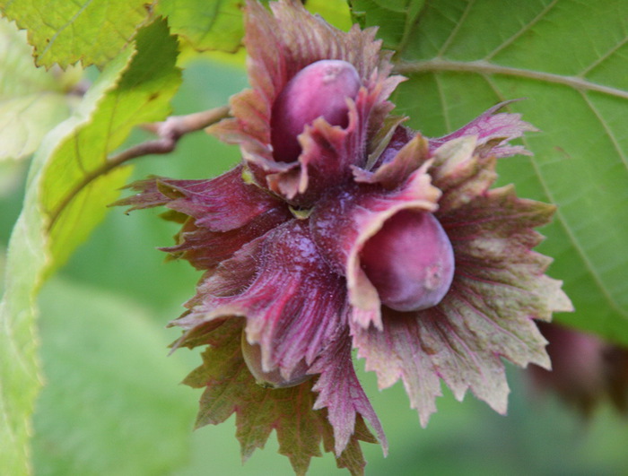 3587765_DSC_49041 (700x531, 106Kb)