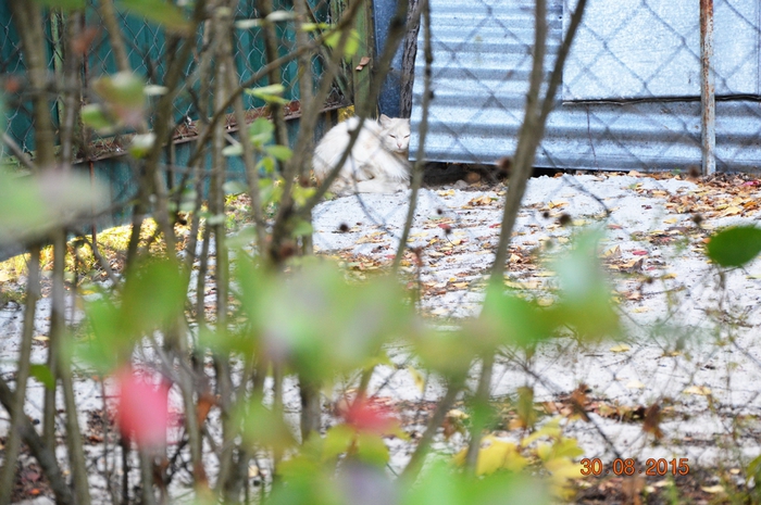 3587765_DSC_5286 (700x465, 294Kb)