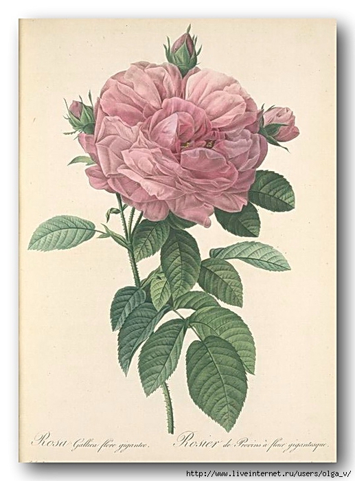 110042015_large_Rosa_Gallica_Flore_giganteo (517x700, 229Kb)