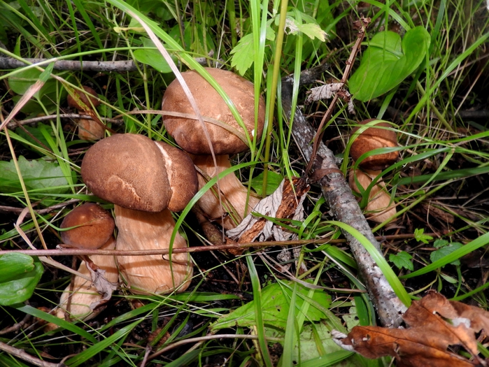 5559494_DSCN2856 (700x525, 370Kb)