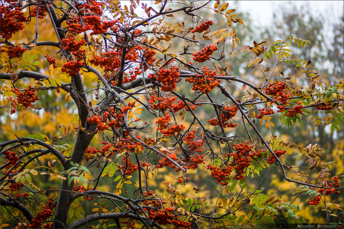 DSC07585j7 (700x466, 328Kb)