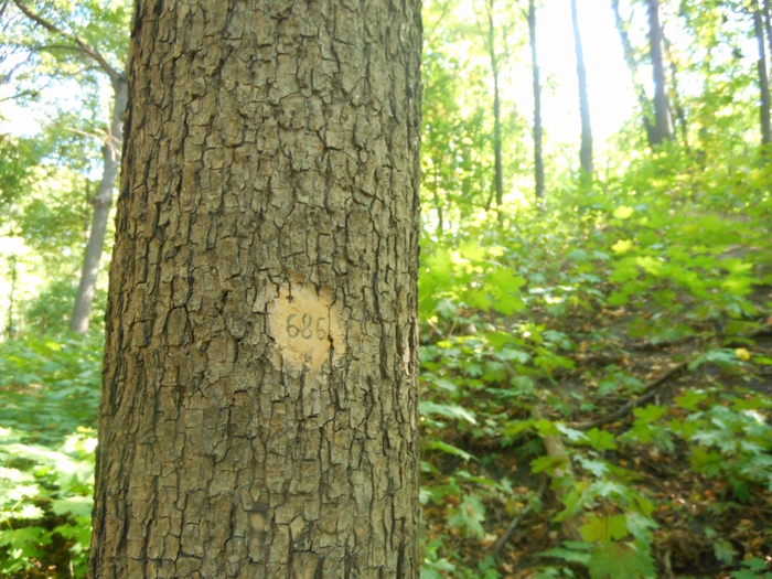 4752699_nesk_039 (700x525, 345Kb)