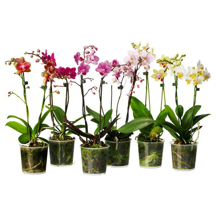orchids (700x700, 127Kb)