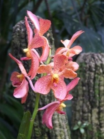 4275379-Orchid_Gardens-Singapore (358x476, 141Kb)