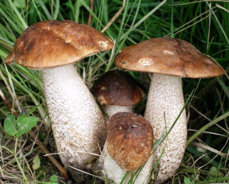fungus-photo-podberezovik-1 (457x367, 54Kb)