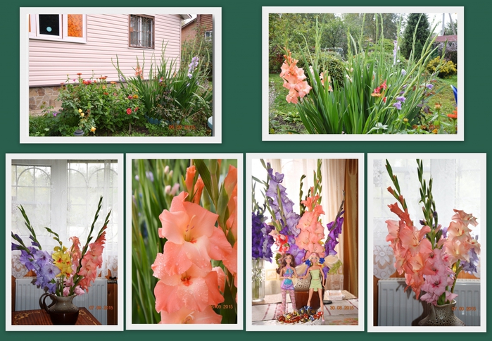 3587765_Gladiolysi20152 (700x484, 278Kb)