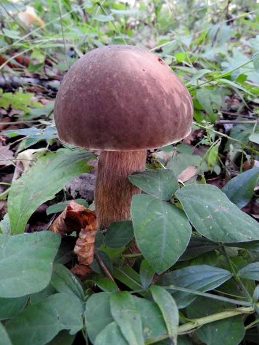 5559494_DSCN3154 (525x700, 292Kb)