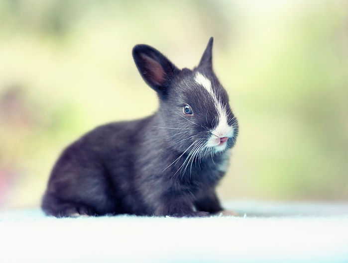 4954089_IPhotographedanddocumentedmybabybunniesgrowingup7__880 (700x529, 33Kb)