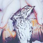 1441981642_74038409_3962831_tumblr_ljhzht4uQN1qb5t88o1_500 (150x150, 59Kb)