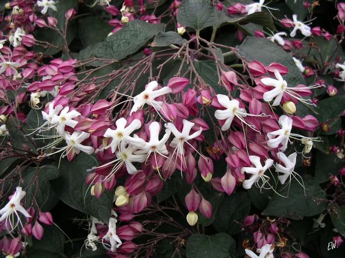 2222299_90687207_Clerodendrumtrichotomum130304039 (700x525, 85Kb)