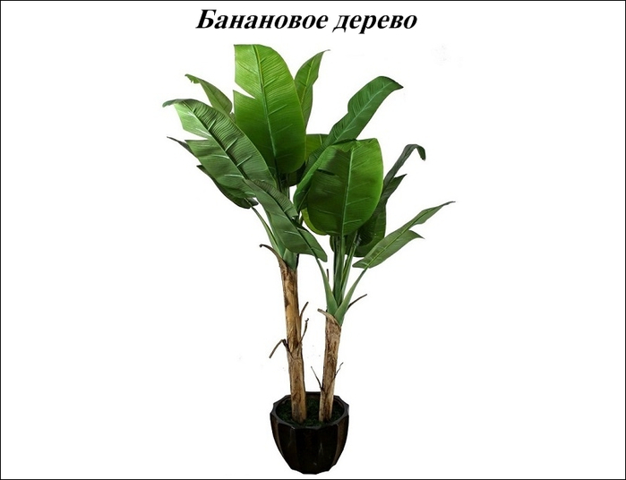 banana_tree (700x536, 113Kb)