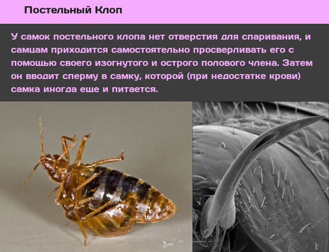 Животные и насекомые со странным сексуальным поведением-3 (650x499, 217Kb)