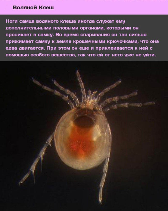 Животные и насекомые со странным сексуальным поведением-8 (558x700, 270Kb)