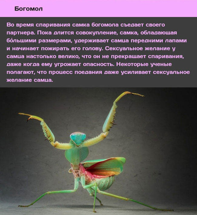 Животные и насекомые со странным сексуальным поведением-10 (642x700, 353Kb)