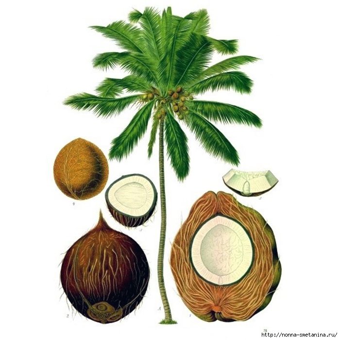 4487210_cocos_botanic (700x700, 238Kb)