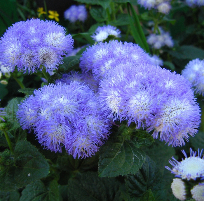 3587765_agerp10 (700x687, 394Kb)