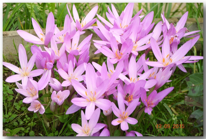 3587765_DSC_5598 (700x471, 292Kb)