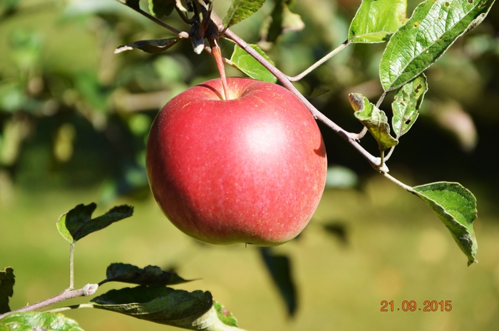 3587765_DSC_5737 (700x465, 222Kb)