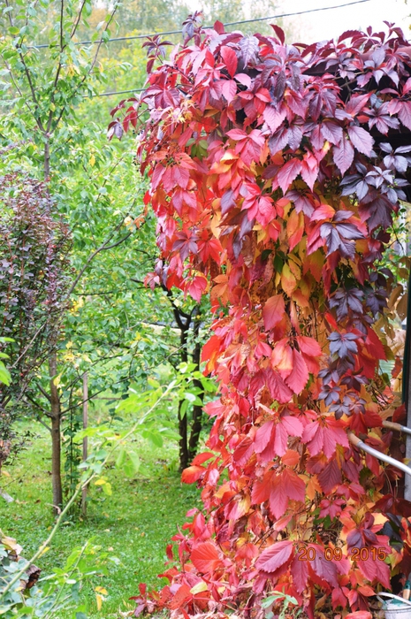 3587765_DSC_5703 (465x700, 370Kb)