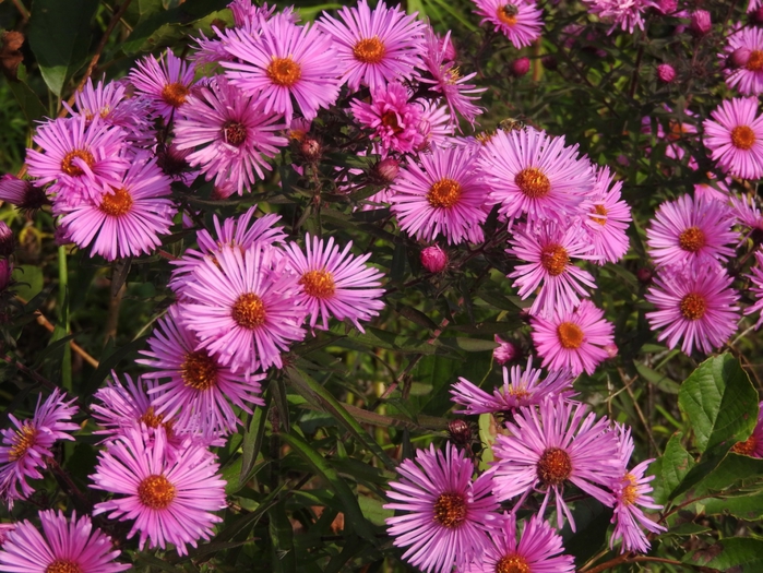 5559494_DSCN5008 (700x525, 359Kb)