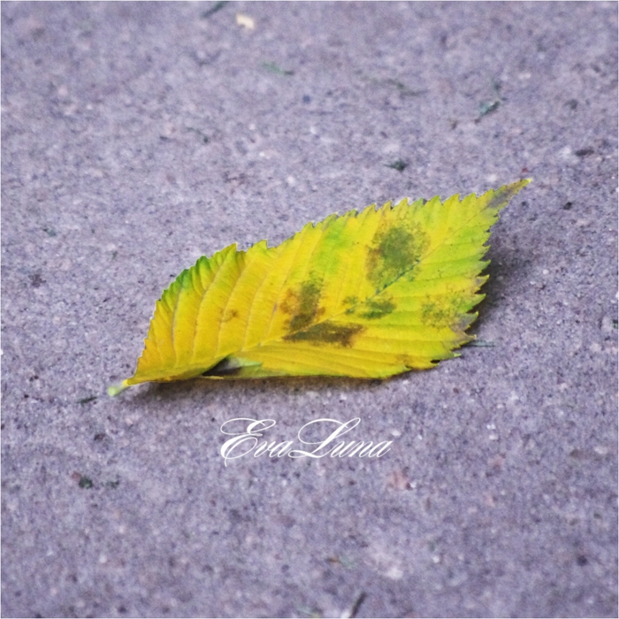 4954089_Instagram1 (700x700, 362Kb)