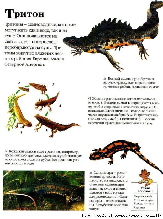 Entziklopedia dlya detei.Vse o jivotnih ot a do ya..page139 (520x700, 284Kb)