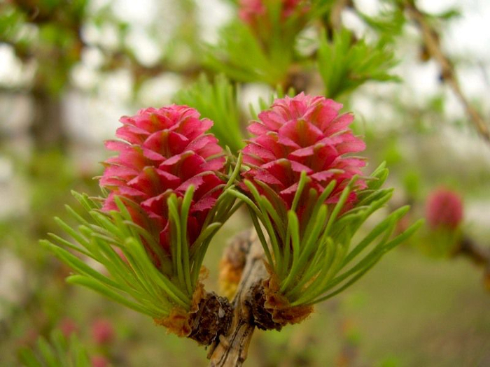 цветет лиственница сибирская 2 (700x525, 351Kb)