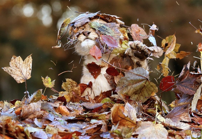 5426854_1 (700x481, 168Kb)